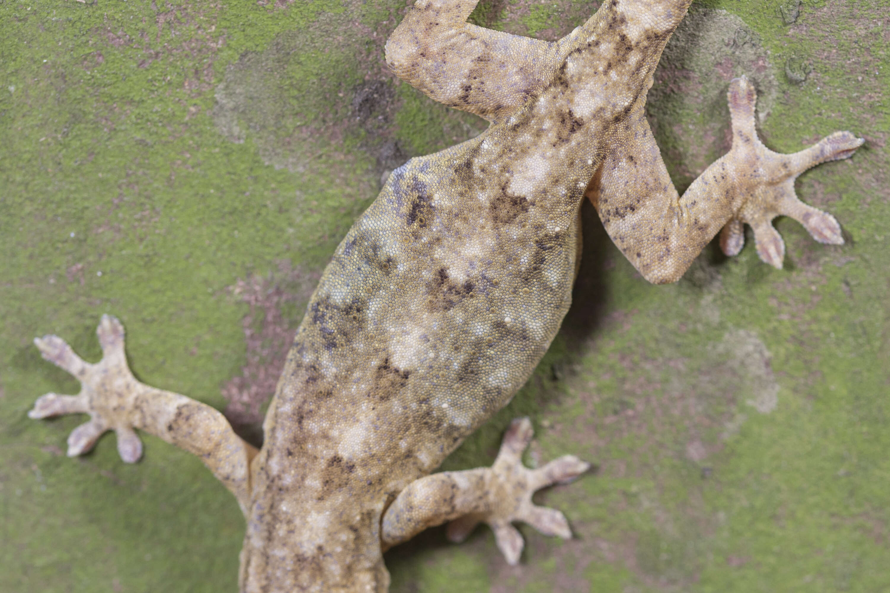 Image of Hokou Gecko