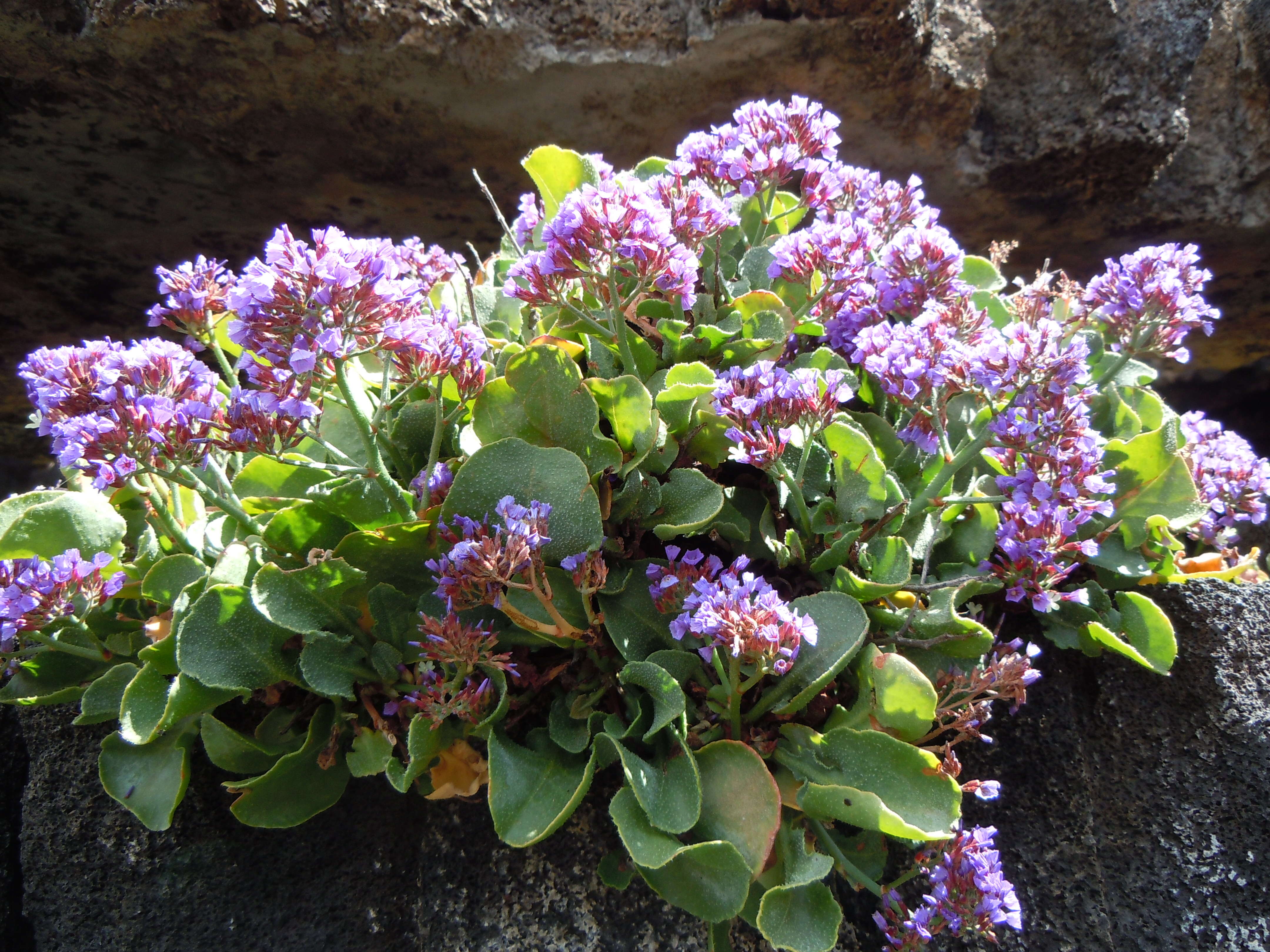 Image of Limonium puberulum (Webb) O. Kuntze