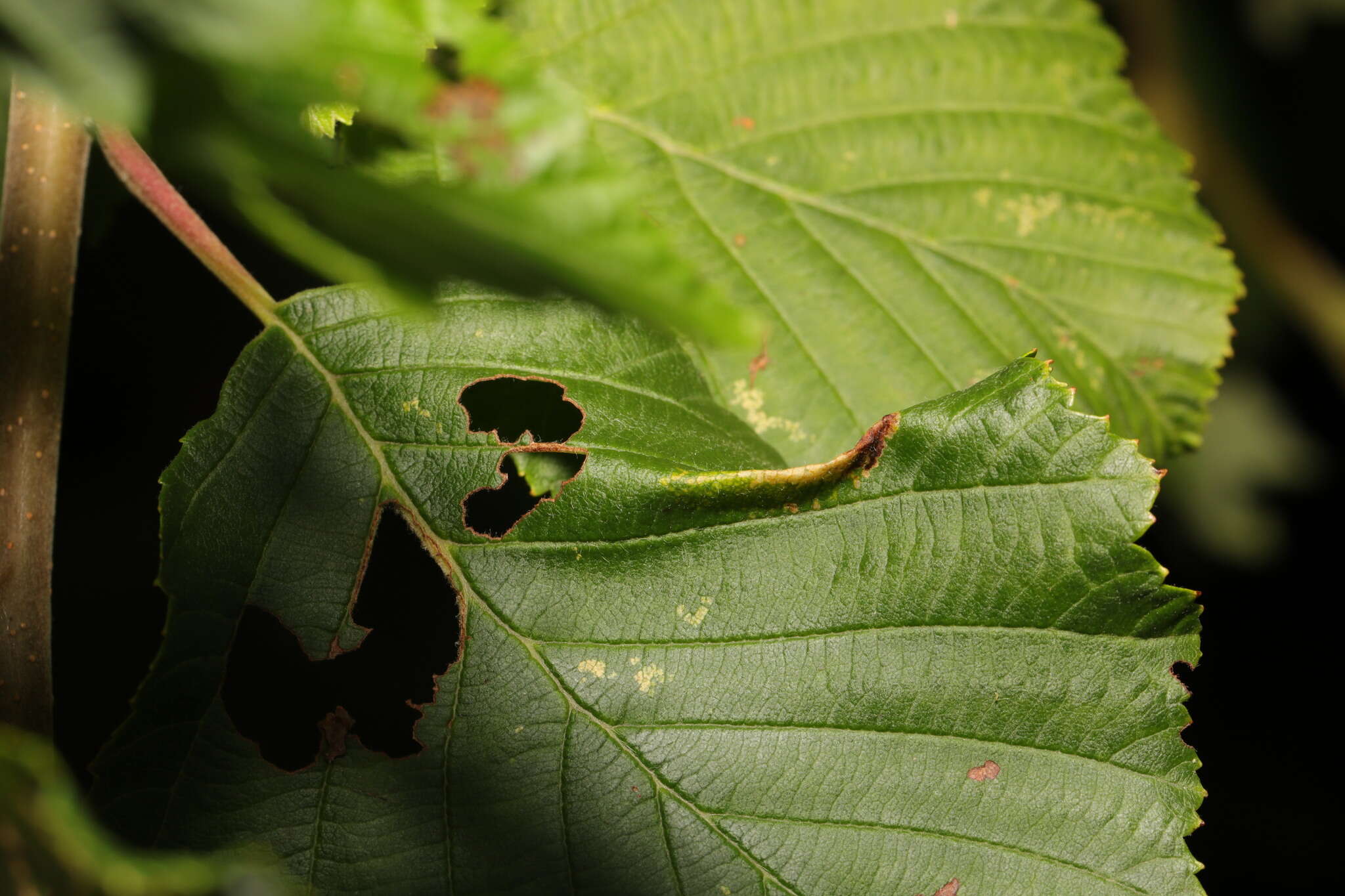 Phyllonorycter stettinensis (Nicelli 1852)的圖片