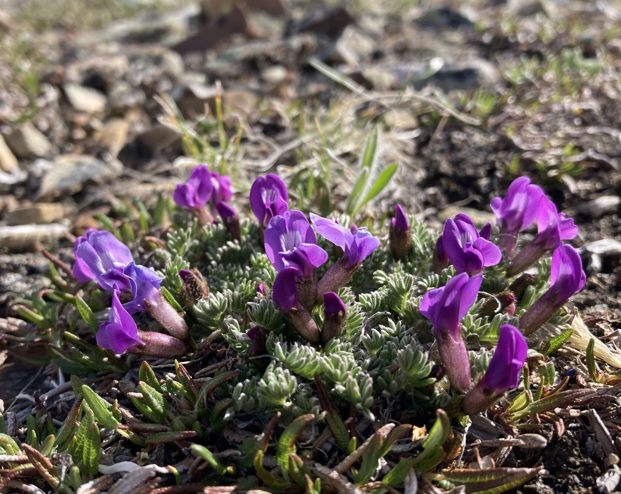 Image of stalkpod locoweed