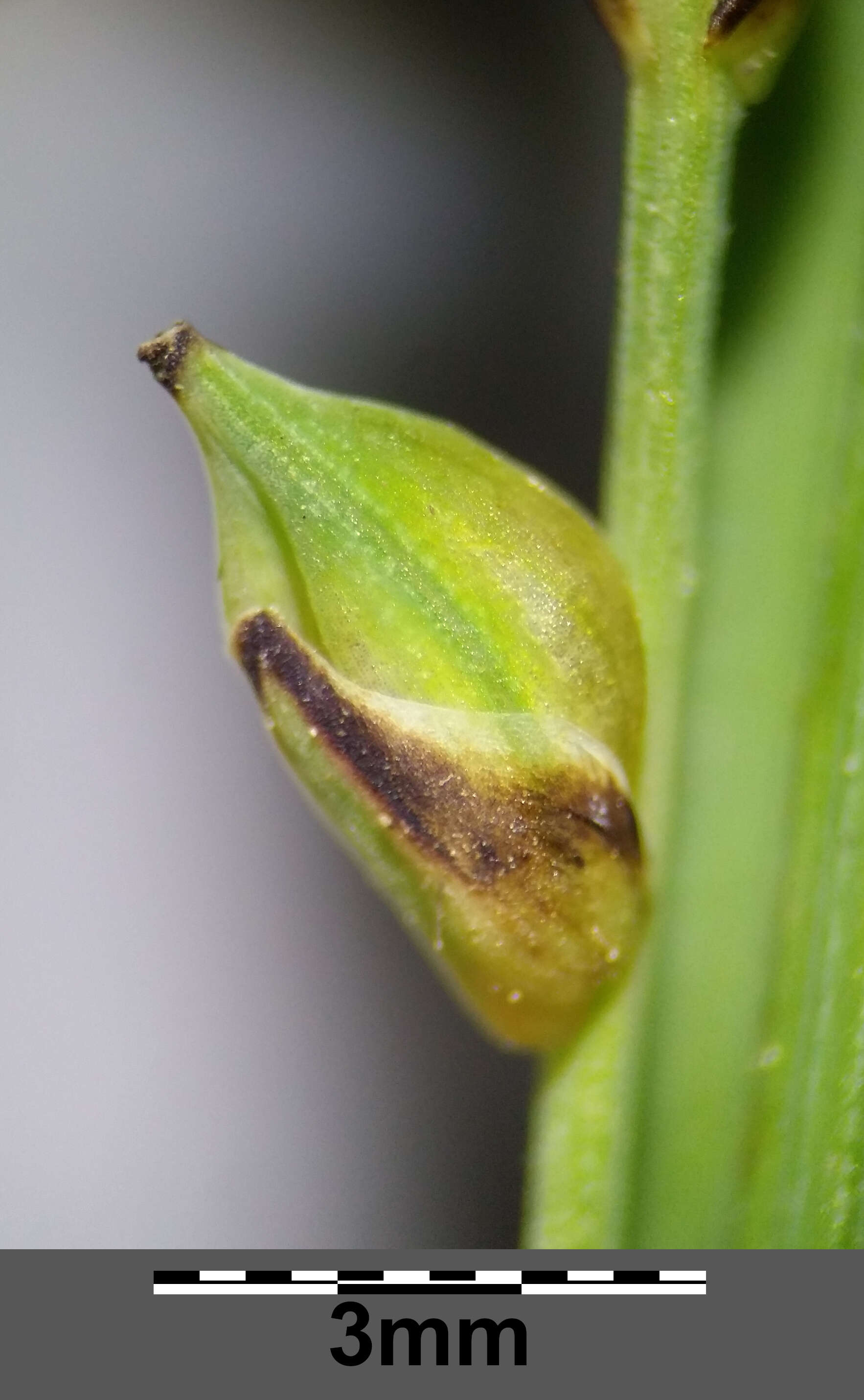 Image of carnation sedge