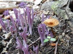 Clavaria zollingeri Lév. 1846 resmi