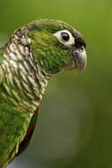 Image of Maroon-tailed Parakeet