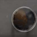 小單孢菌屬的圖片