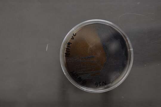 Слика од Micromonosporales