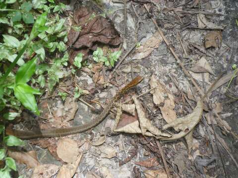 Chironius quadricarinatus (F. Boie 1827)的圖片