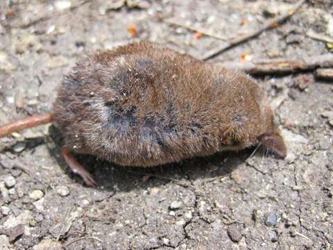 Image of Caucasian Pygmy Shrew