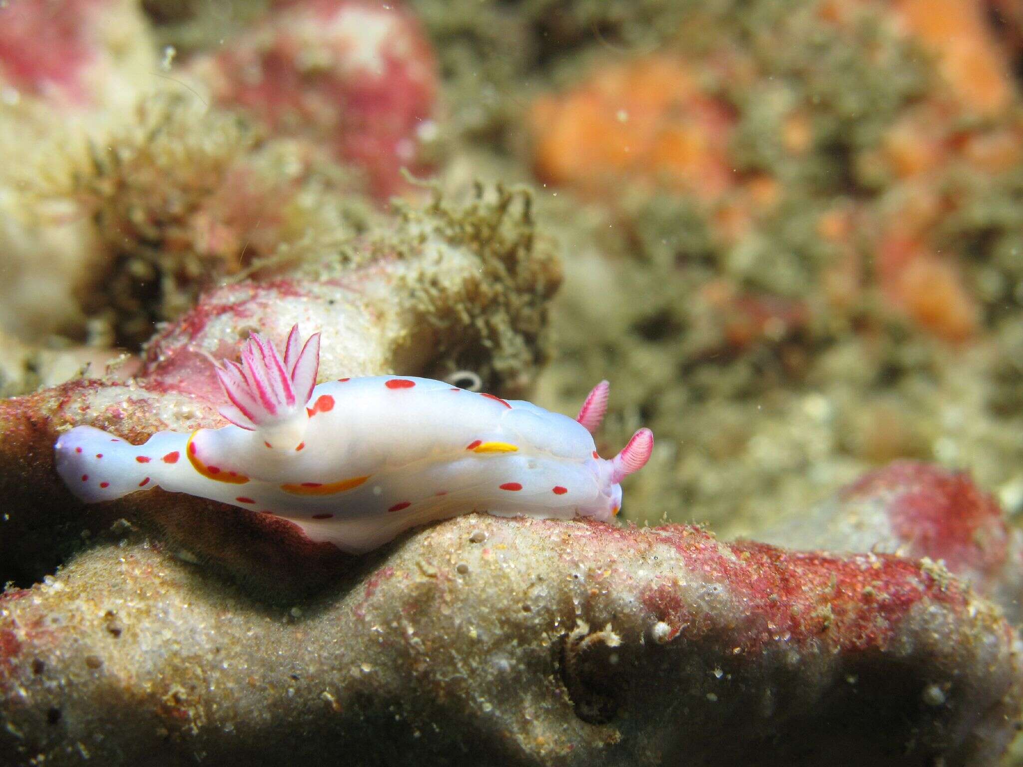 Image of Hypselodoris bennetti (Angas 1864)