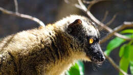 Image of brown lemur