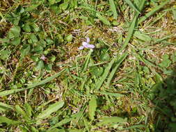 Image of common dog-violet