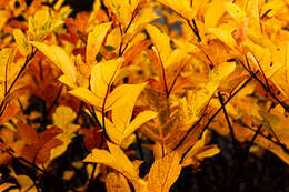 Imagem de Malus sieboldii (Regel) Rehd.