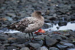 Image of Brown Skua