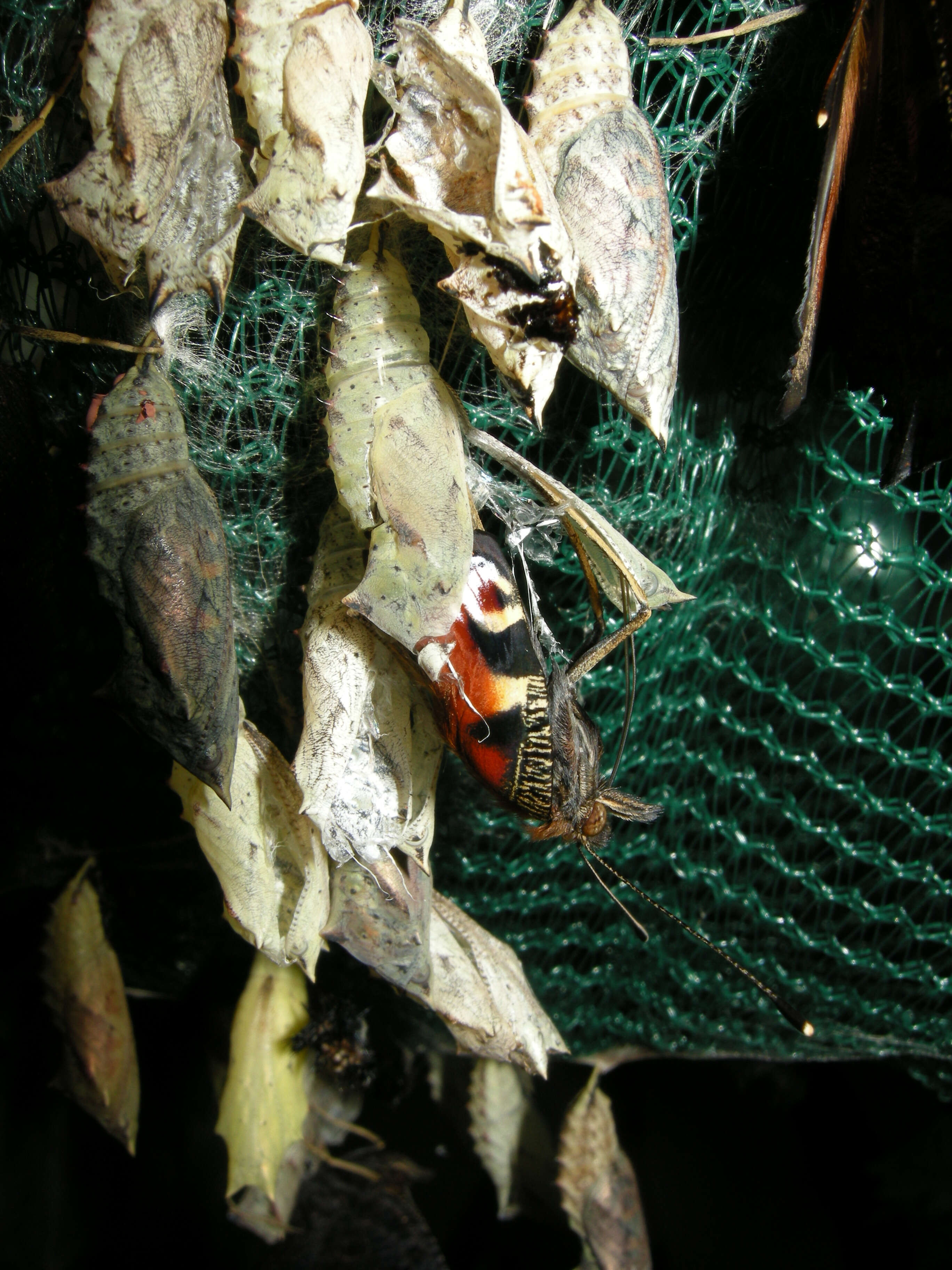 Image of Aglais io