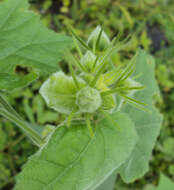 Hibiscus vitifolius L.的圖片