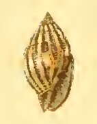 Image of Vexillum adamsi (Dohrn 1861)