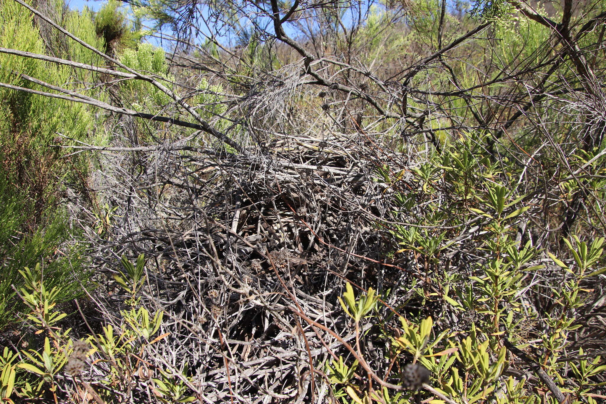 Image of Big-eared Woodrat