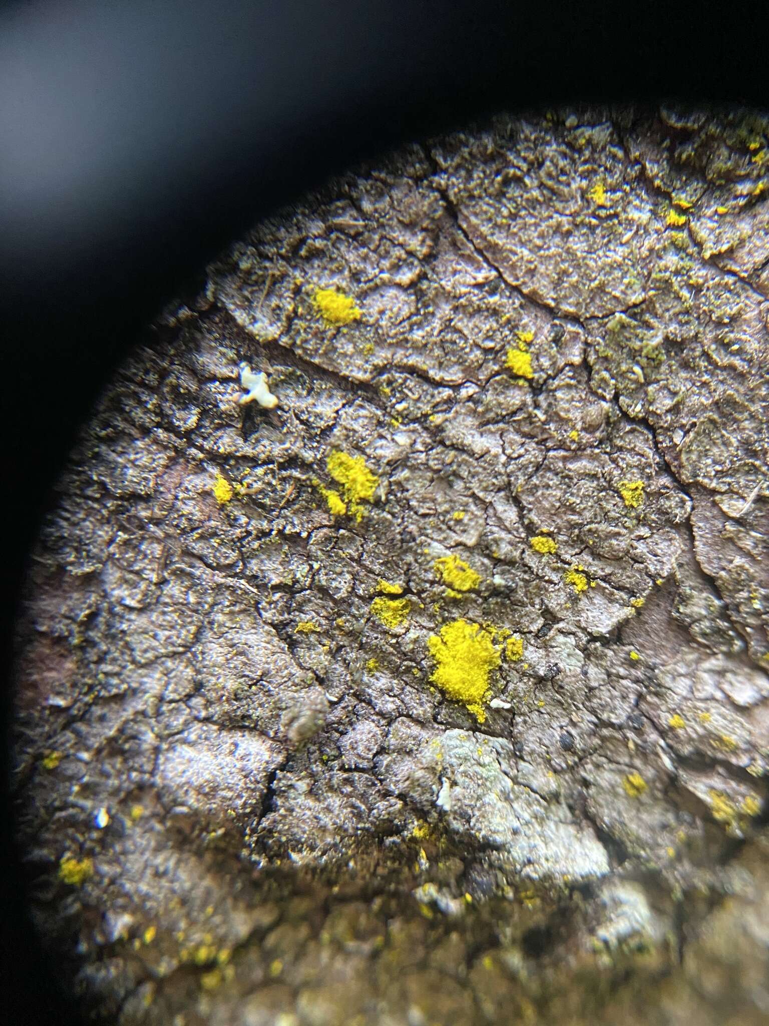 Image of eggyolk lichen