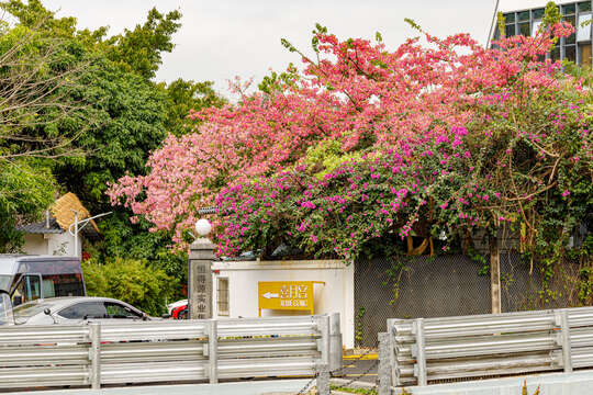 Слика од Bougainvillea