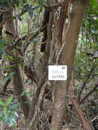Image of Akebia trifoliata (Thunb.) Koidz.