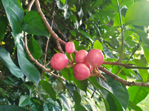 Image de Dysoxylum arborescens (Bl.) Miq.