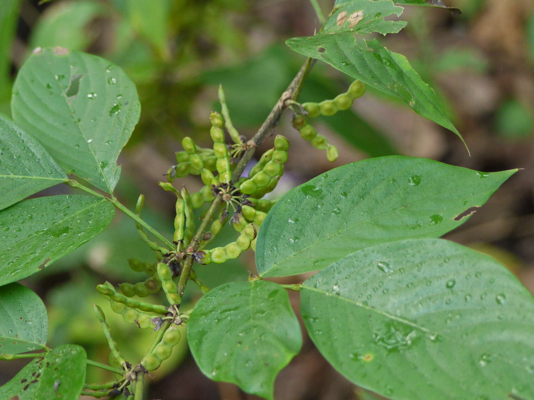 Image of Dendrolobium triangulare (Retz.) Schindl.