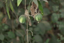 Image of garden cucumber