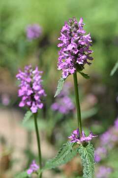 Image de Betonica officinalis L.