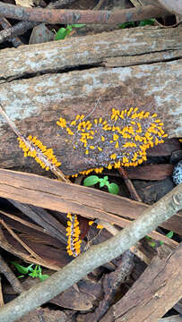 Image of Egg-shell Slime Mould