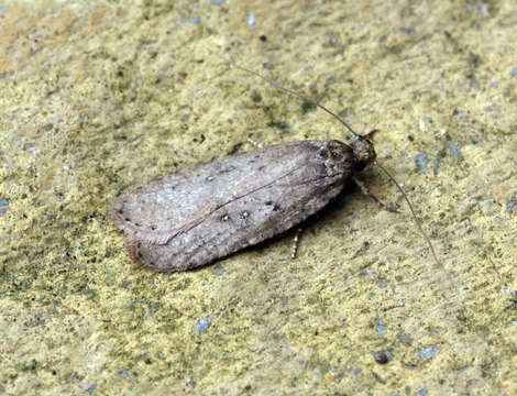 Image of Agonopterix heracliana Linnaeus 1758