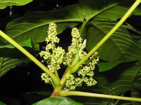 Image of Toxicodendron orientale Greene