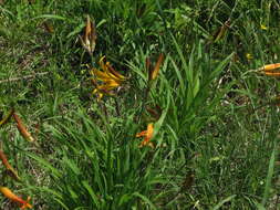 Image of Dumortier's daylily