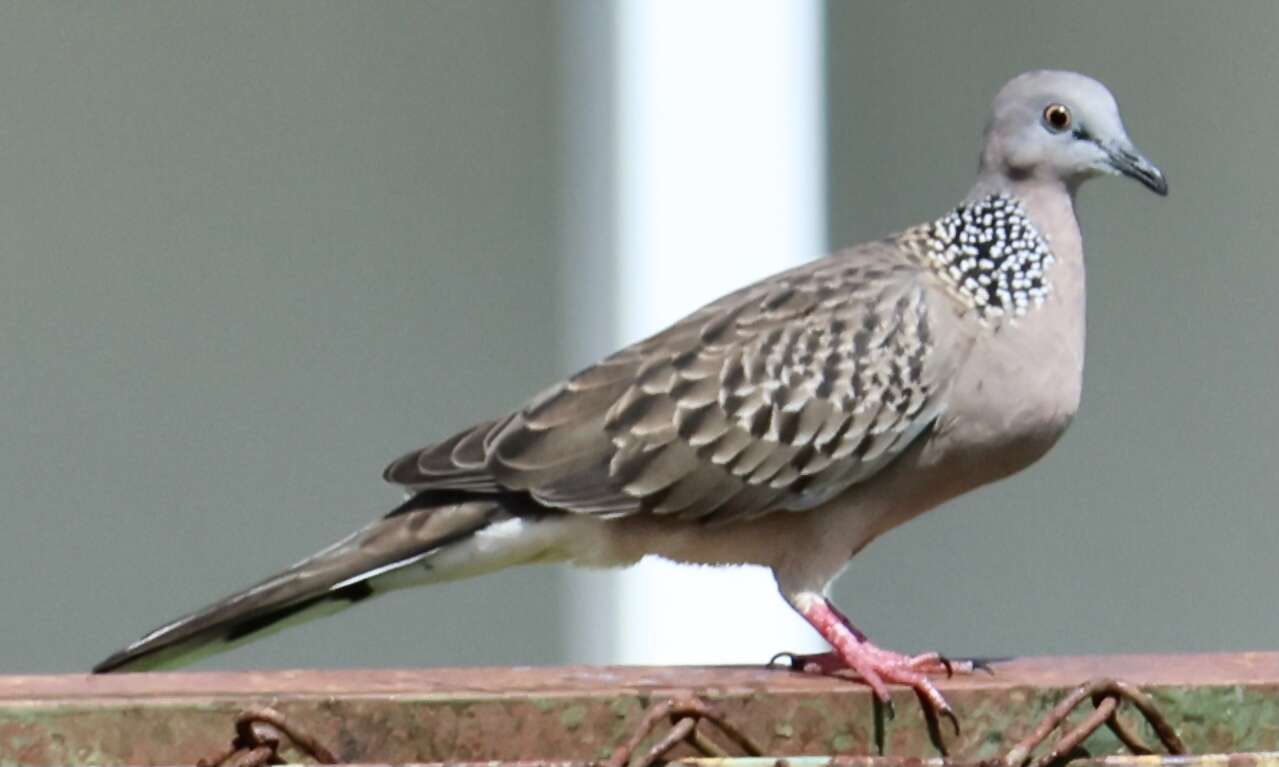 Image of Eastern Spotted Dove