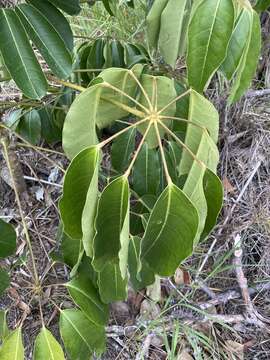 Image of Heptapleurum actinophyllum