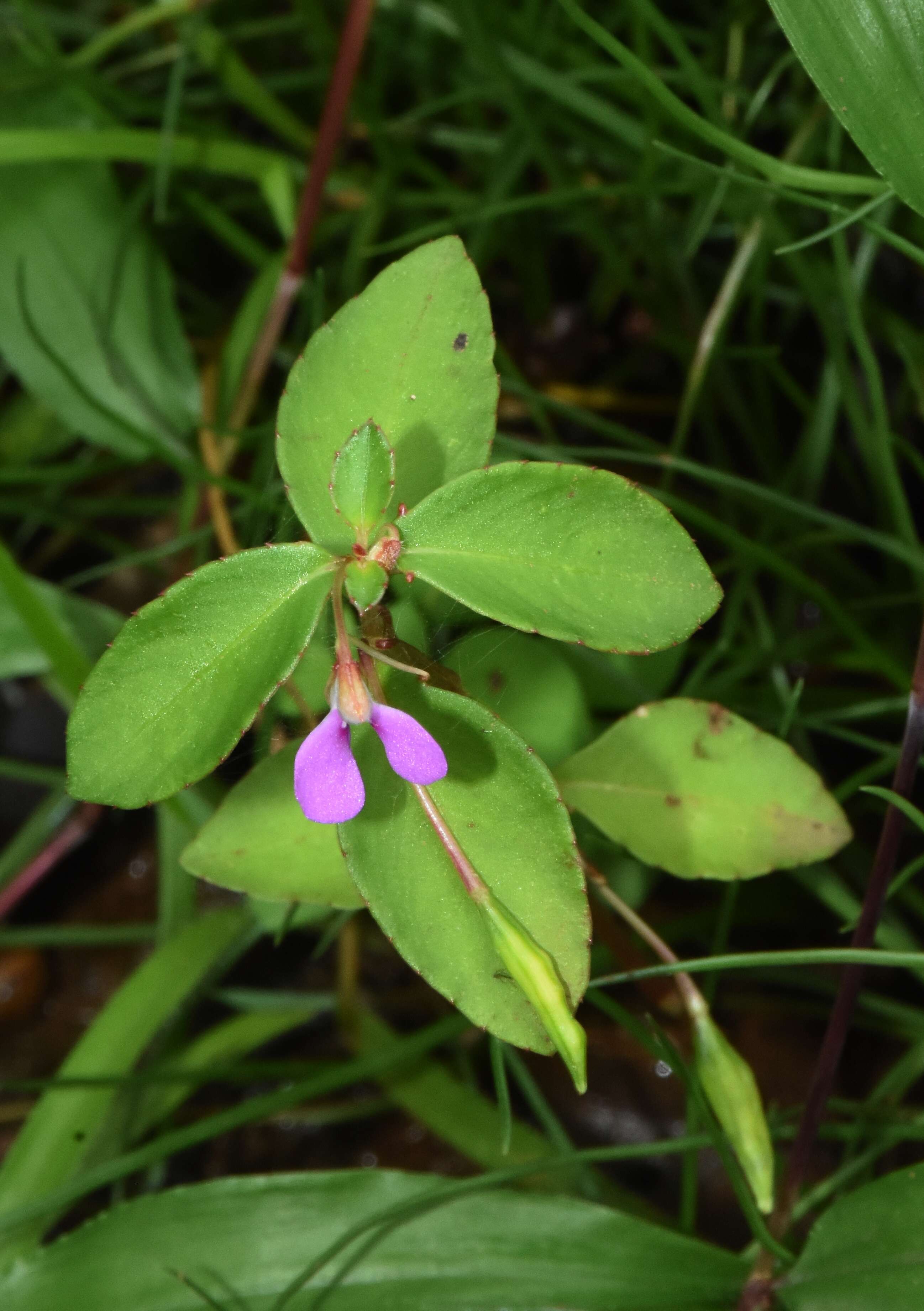 Image of Impatiens minor (DC.) S. S. R. Bennet