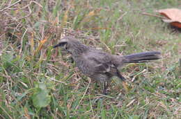 Image of Long-tailed Mockingbird