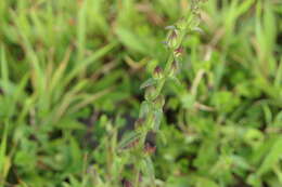 Image of Centranthera indica (L.) Gamble