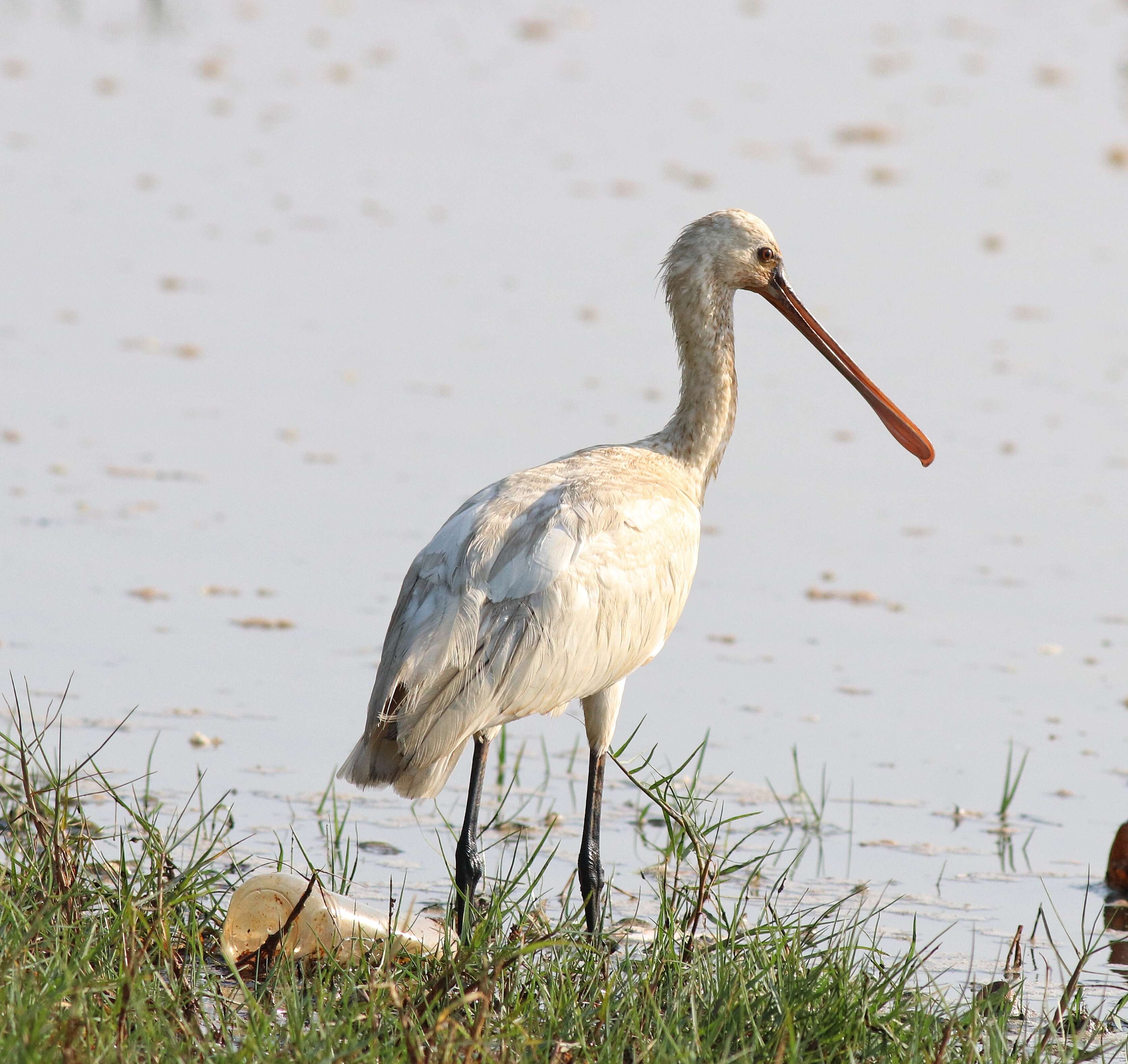 Image of spoonbill, eurasian spoonbill