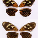 Imagem de Heliconius elevatus Nöldner 1901