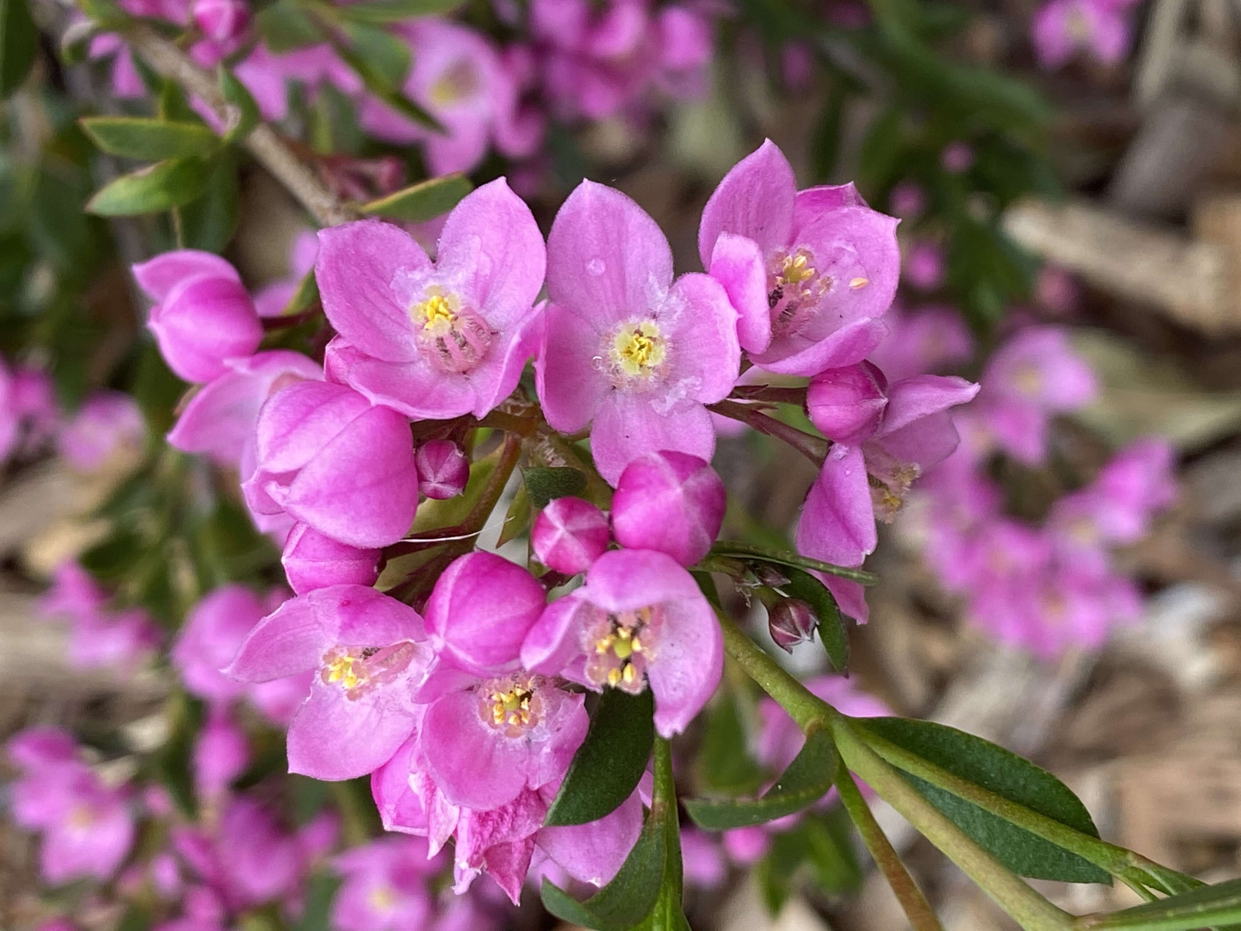 Image of Australian Native Rose