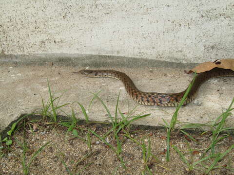 Image of Fowlea flavipunctatus