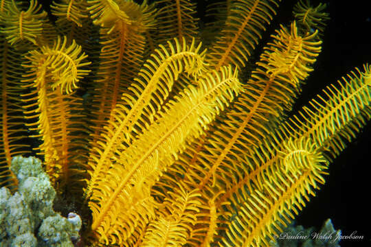 Image of Bottlebrush Feather Star