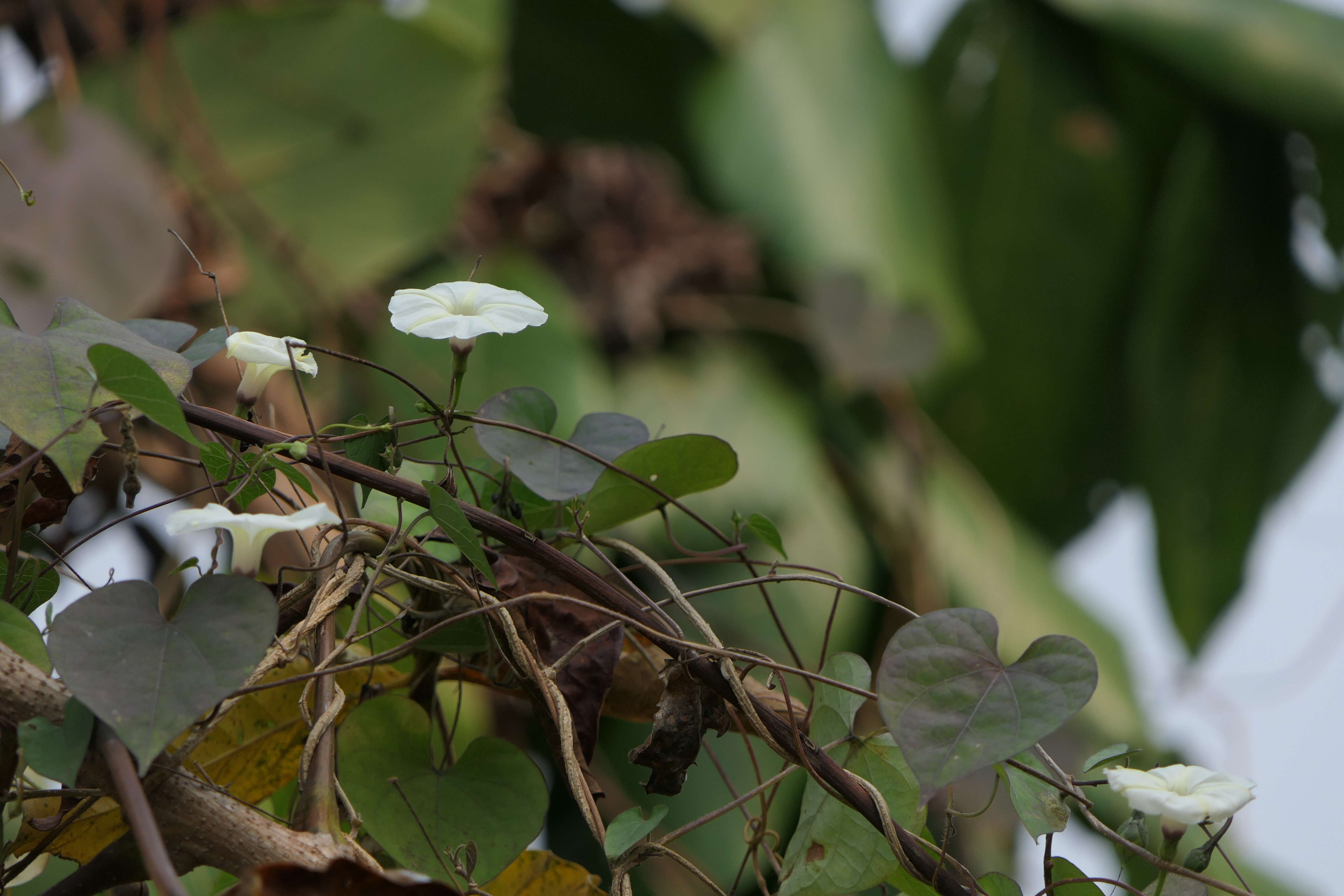 Image of Obscure Morning Glory