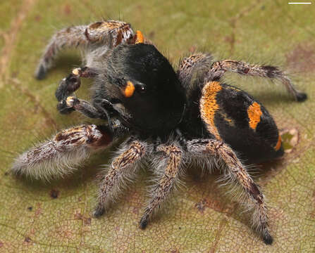 Image of Phidippus pacosauritus