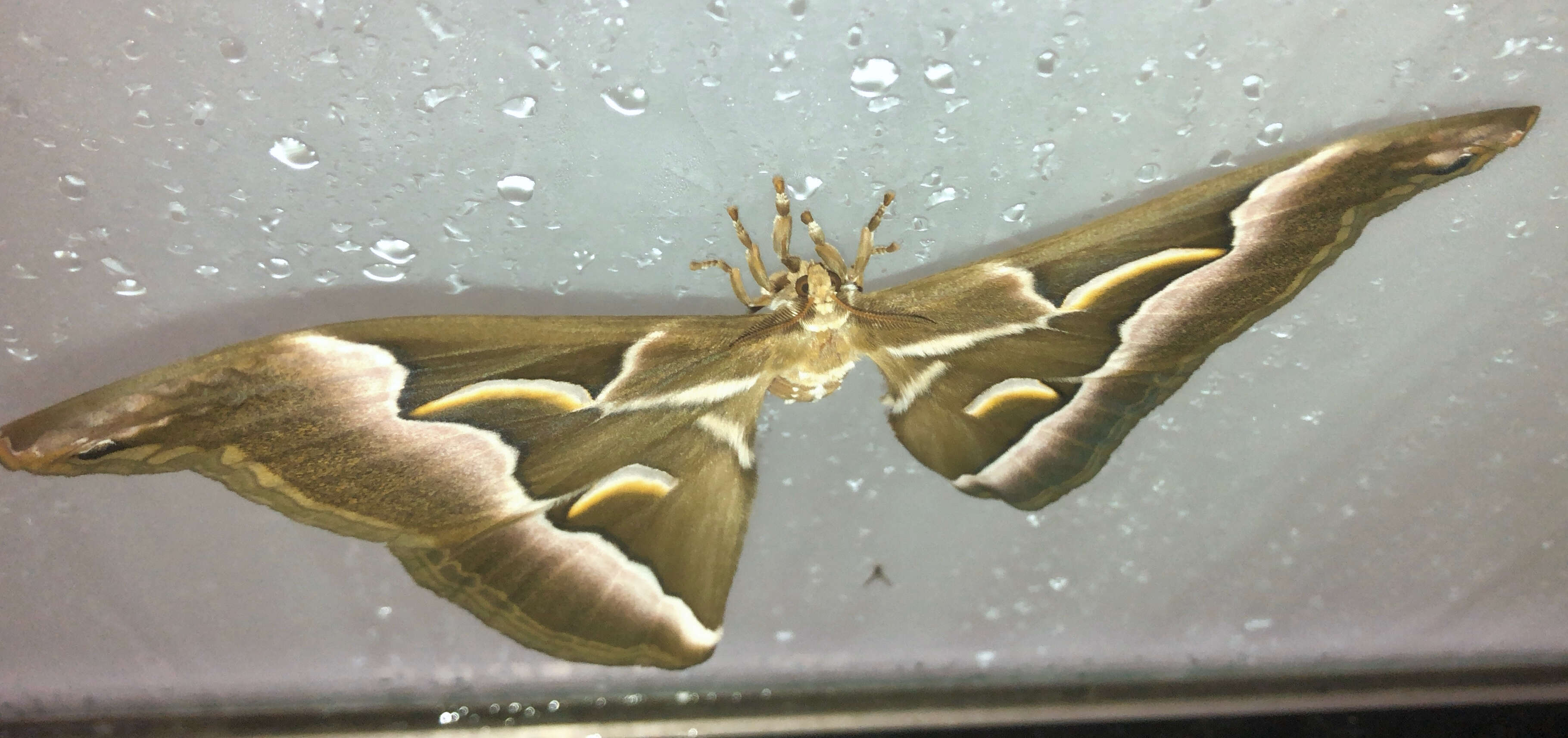 Image of Ailanthus Silkmoth