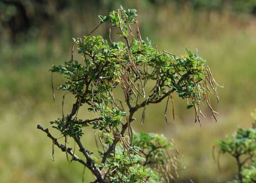 Image of Scorpion Senna