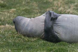 Image of South Atlantic Elephant-seal