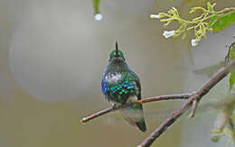 Image of Emerald-bellied Puffleg