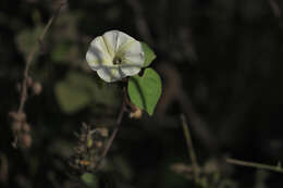 Image of Obscure Morning Glory