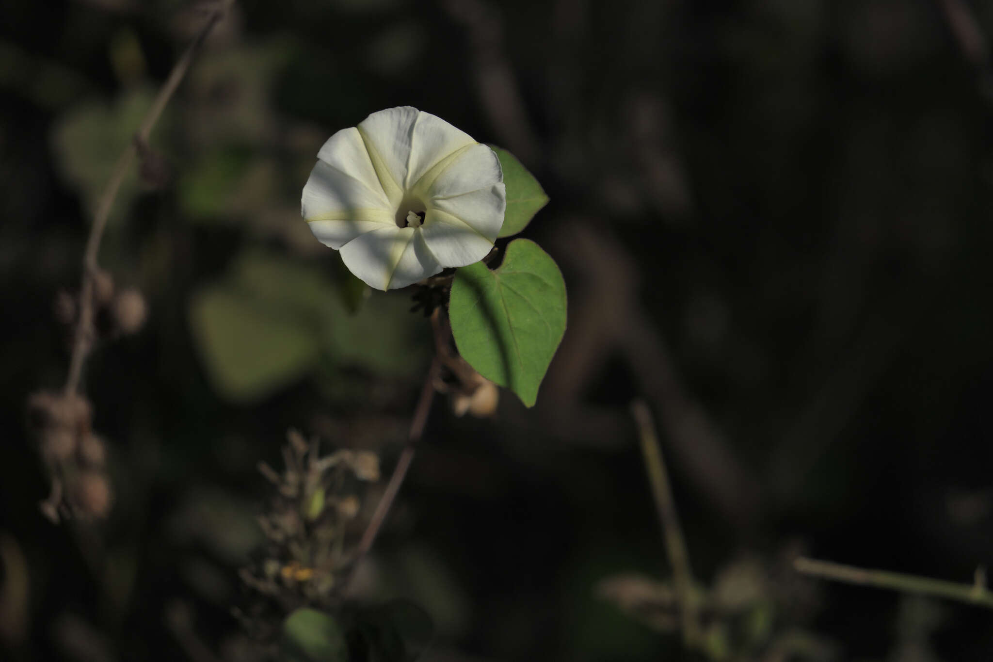 Image of Obscure Morning Glory