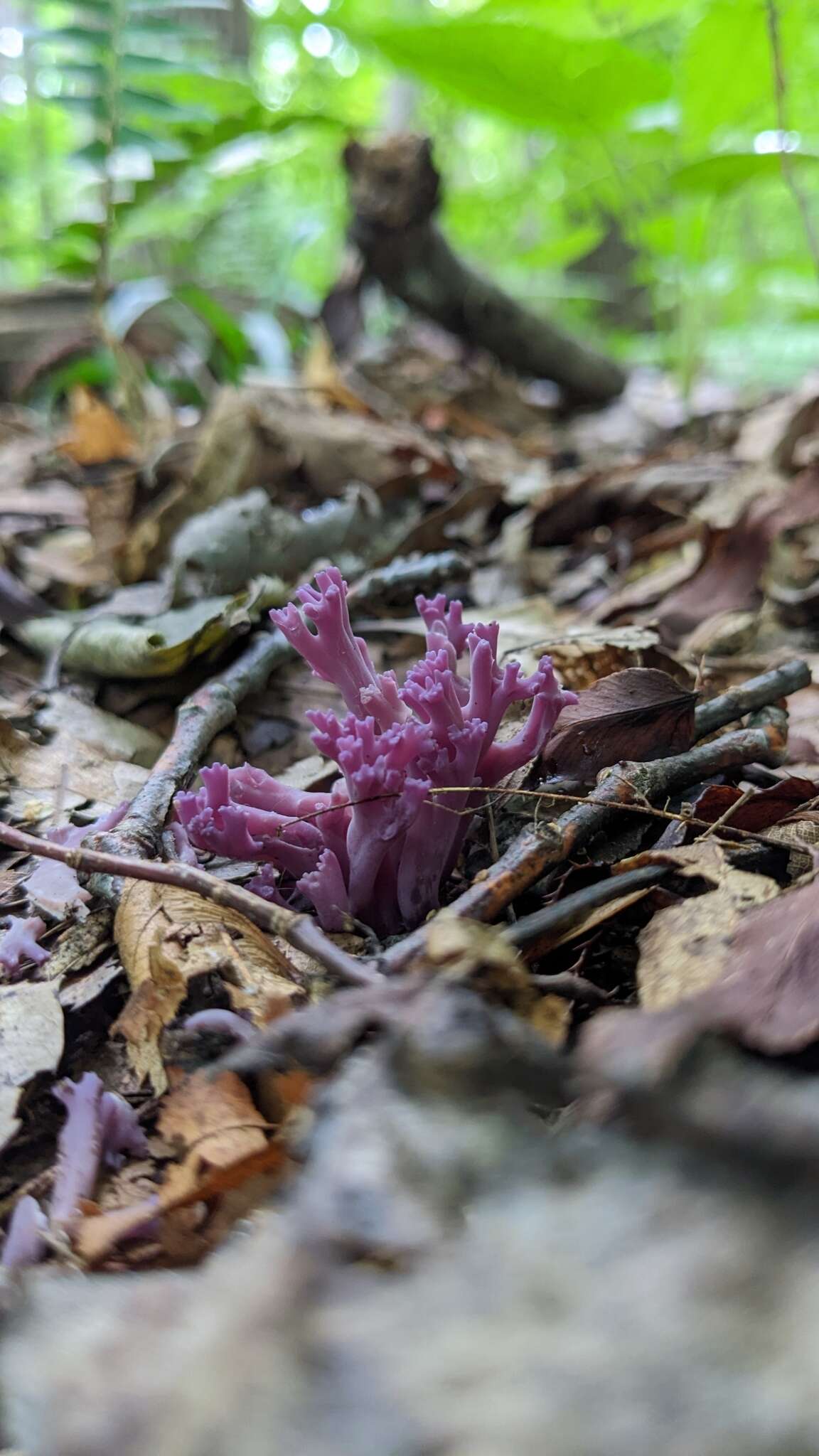 Image of Clavaria zollingeri Lév. 1846